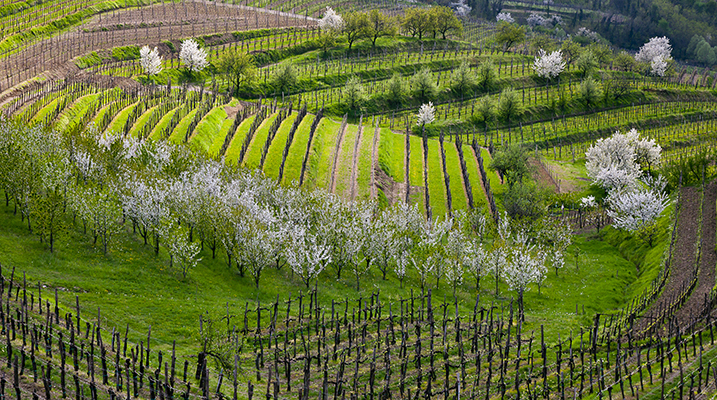 Les vignes de Goriška Brda