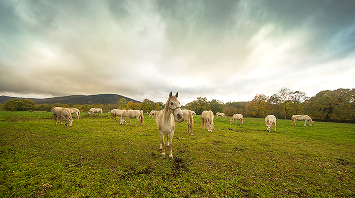 Chevaux lipizzaner à Lipica