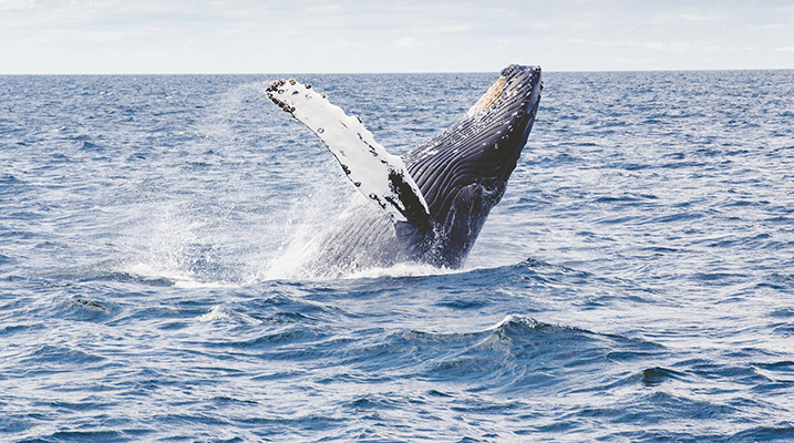 Madagascar - Sainte Marie, baleine (photo gratuite) 2 copie